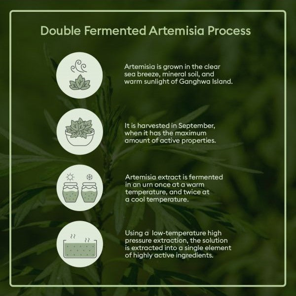Time Revolution Artemisia Behandlungsessenz